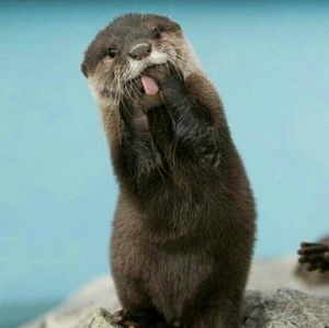 Meet your Posher, Delphine